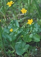 caltha